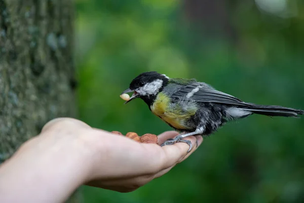 Little bird titmouse take nut from human hand in the city park