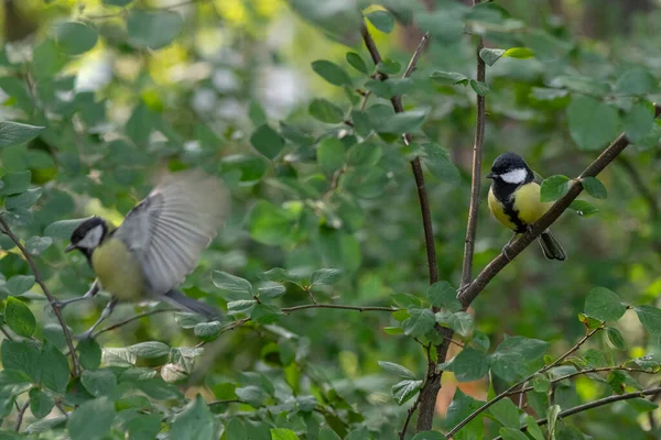 Kleine Vögel Meisen Sitzen Auf Zweigen Von Grünem Baum Park — Stockfoto