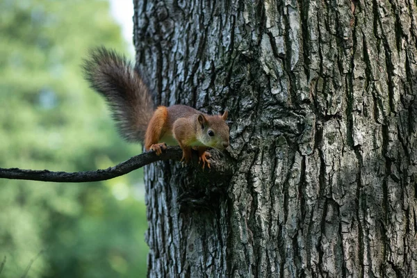 Nieuwsgierige Eekhoorn Tak Van Boom Het Park — Stockfoto