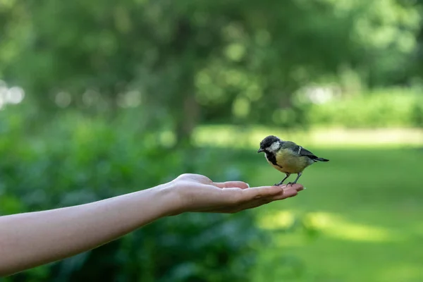 Kleine Vogelmeise Frisst Nüsse Aus Weiblicher Hand Grünen Park — Stockfoto