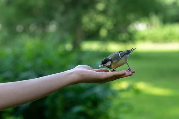 Liten Fågel Kyckling Tar Mutter Från Kvinnlig Hand Den Gröna — Stockfoto