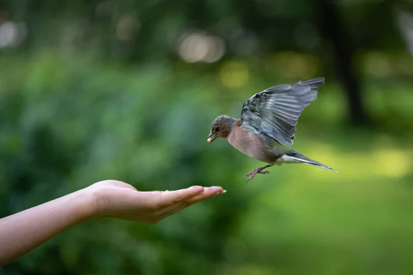 Kleiner Vogelfink Nimmt Futter Aus Menschenhand Park — Stockfoto