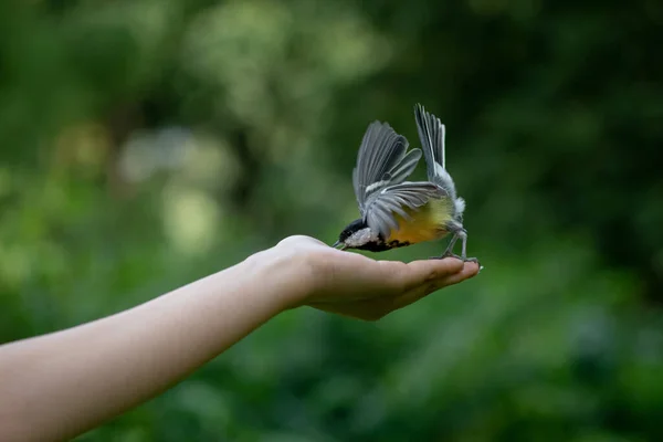 Γυναικείο Χέρι Που Ταΐζει Μικρά Πουλάκια Ξηρούς Καρπούς Στο Ξύλο — Φωτογραφία Αρχείου