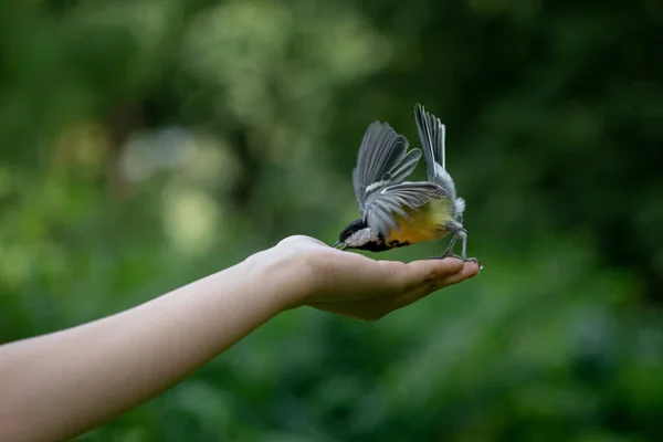 Hembra Mano Alimentación Poco Pájaro Chickadee Por Tuercas Madera —  Fotos de Stock