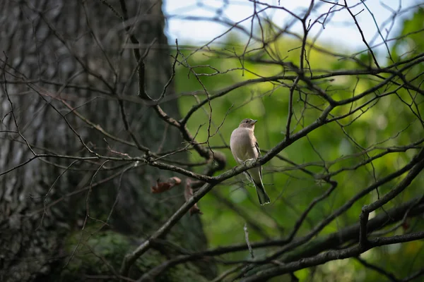 Little Bird Chaffinch Sitting Branch Forest — Stock Photo, Image