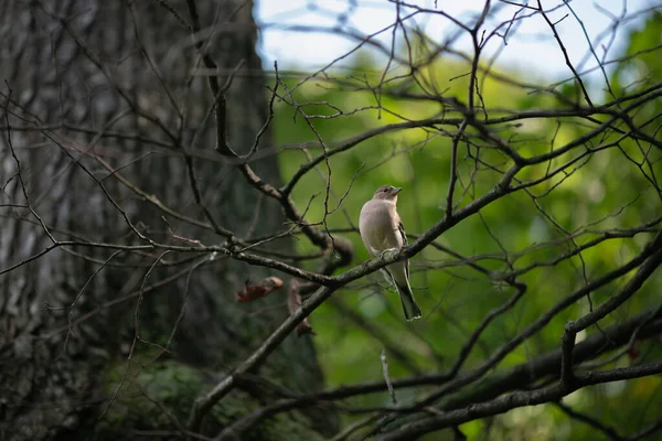 Pinzón Pajarito Sentado Rama Bosque —  Fotos de Stock