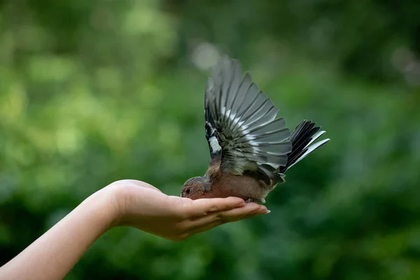 Маленькая Птичка Широкими Крыльями Поедающая Орехи Человеческой Руки Парке — стоковое фото