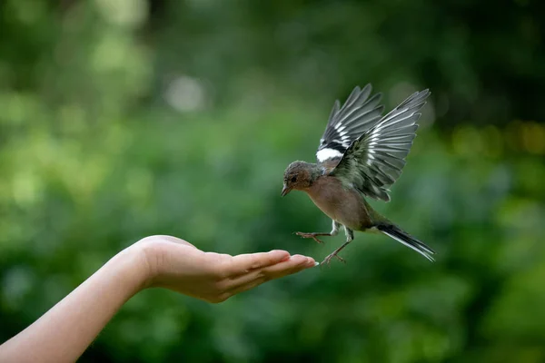 Buchfink Fliegt Über Weibliche Hand Nüsse Park Nehmen — Stockfoto
