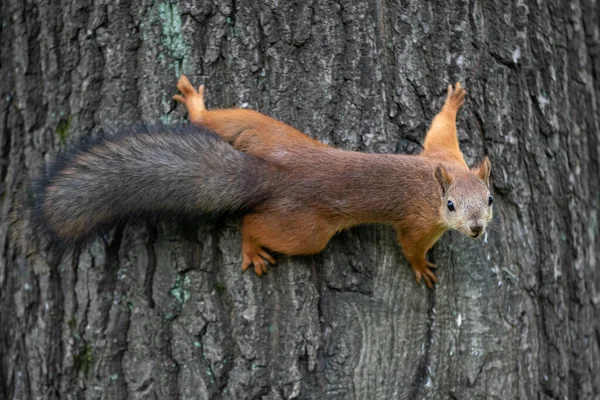 Red squirrel with fluffy tail climbing on tree in the park