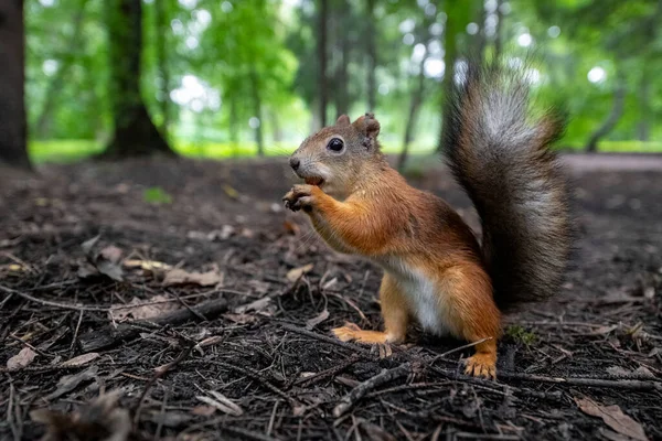 Rode Eekhoorn Zoek Naar Een Plek Haar Moer Verbergen Het — Stockfoto