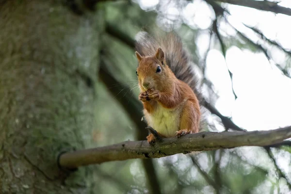 Bruine Eekhoorn Etende Noot Tak Van Boom — Stockfoto