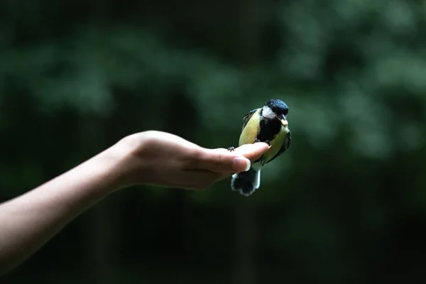 Weibliche Hand Füttert Kleine Vogelmeise Mit Nüssen Wald — Stockfoto