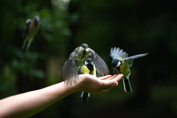 Little Bird Tits Flying Human Hand Feed Nuts — Stockfoto