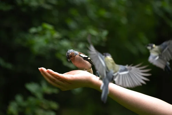 Viele Verschiedene Kleine Vögel Ernähren Sich Von Nüssen Aus Menschlicher — Stockfoto