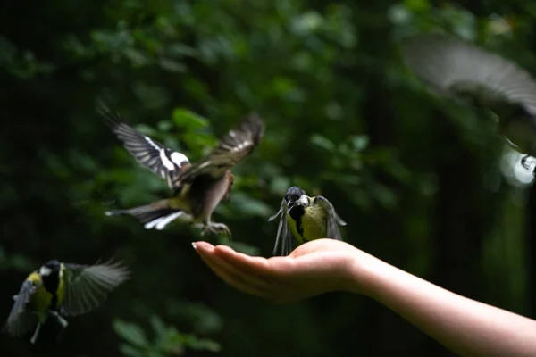 Fight Wild Little Birds Tits Food Giving Human — Stockfoto