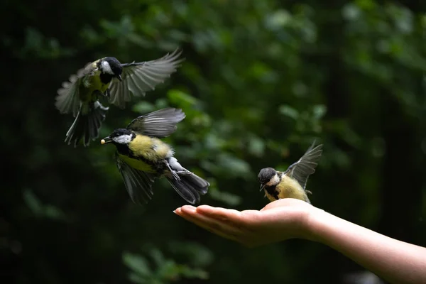 Weibliche Hand Füttert Kleine Vogelmeisen Mit Nüssen Park — Stockfoto