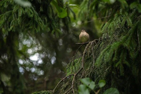 Little Bird Chaffinch Sitting Spruce Forest — Stock Photo, Image