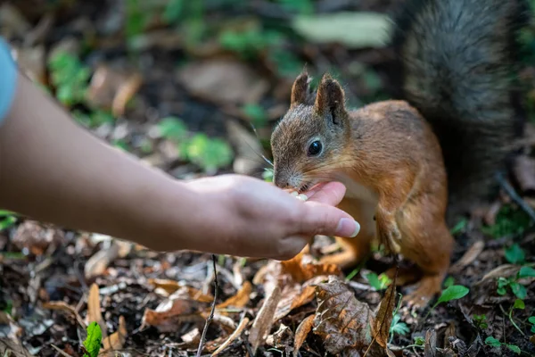 Veveriță Brună Care Mănâncă Nuci Din Mâna Omului Parc — Fotografie, imagine de stoc