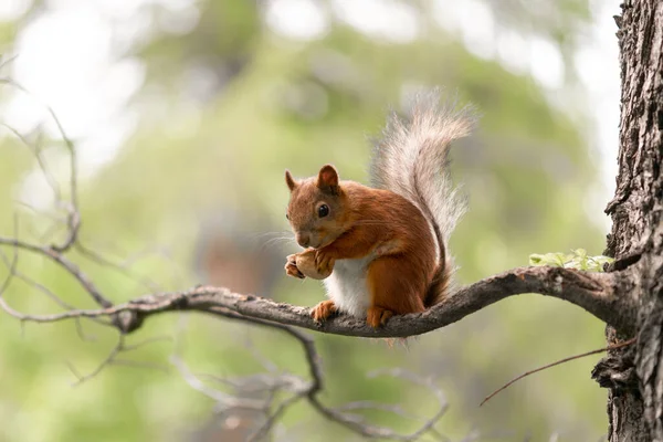 Esquilo Vermelho Durante Muda Está Comendo Noz Ramo Floresta — Fotografia de Stock