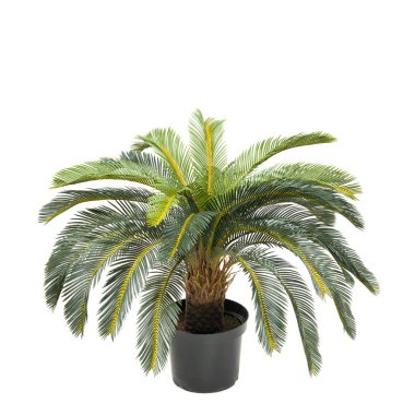 Yapay palmiye ağaçları ev, alışveriş merkezleri ve restoranlar için modern yeşil ekolojik dekorasyon kadar gerçek. Tasarım kolajı için beyaz arkaplanda izole