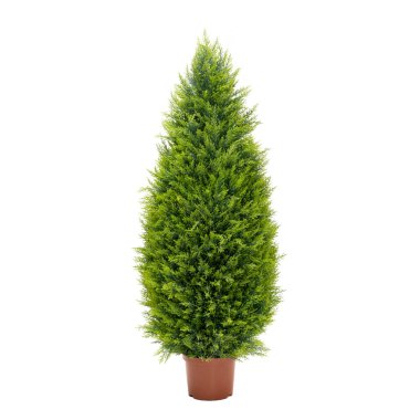 Yapay thuja konisi ağacı ev, alışveriş merkezleri ve restoranlar için modern yeşil ekolojik dekorasyon kadar gerçek. Tasarım kolajı için beyaz arkaplanda izole