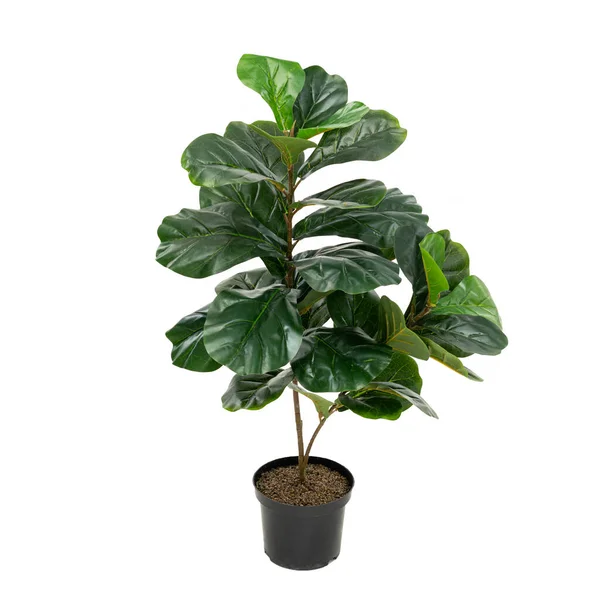 Ficus Artificiel Lyrata Arbre Comme Réel Que Moderne Décoration Écologique — Photo