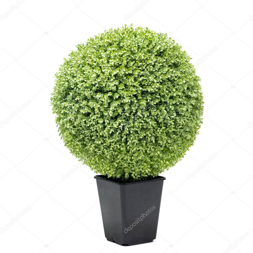 Artificial boxwood ball topiary bush tree like real as modern evergreen ecological decoration for interiors of house, malls, restaurants. isolated on white background for design collage