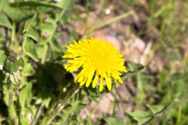 Karahindiba sarı, yakın çekim