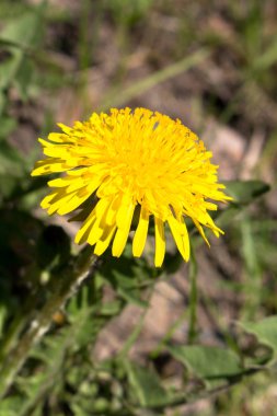 Karahindiba sarı, yakın çekim