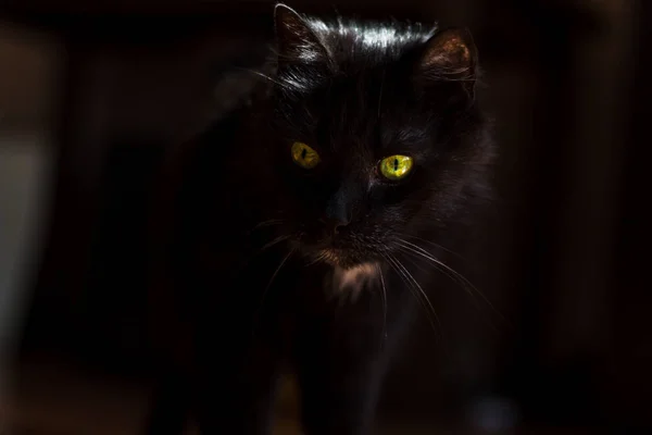 Gato Negro Con Ojos Amarillos Retrato —  Fotos de Stock