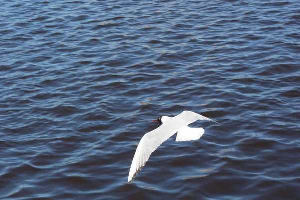 Seagull Boven Het Water — Stockfoto