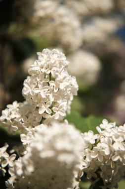 Bulanık arka plan ile booling Syringa yakın.