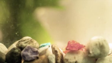 Guppy Balık Akvaryum tankı içinde Yüzme