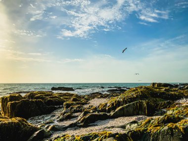 Alçak gelgit sırasında deniz yosunlarıyla kaplı kayalar Güzel bulutlar ve gökyüzü