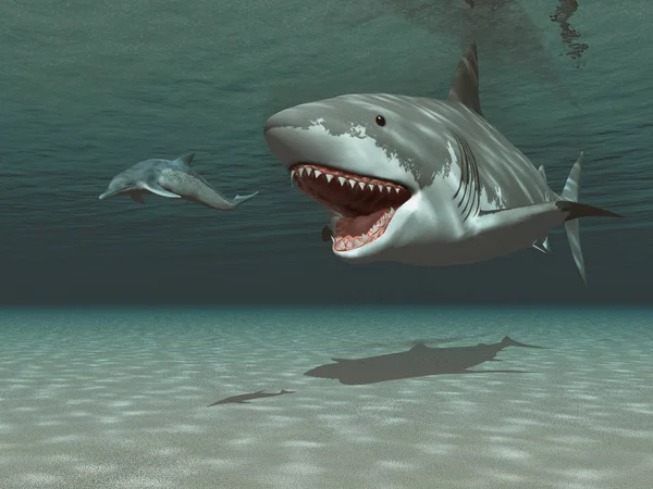 Megalodon Chasing Kentriodon — Stock Photo, Image