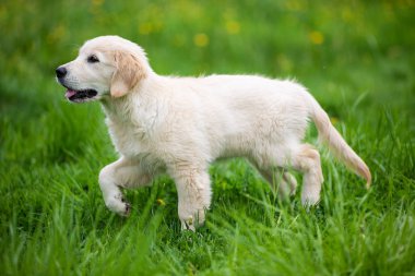 Golden Retriever köpek yavrusu çimlerde