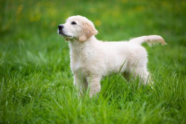 Golden Retriever köpek yavrusu çimlerde