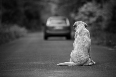 Yolda terk edilmiş köpek