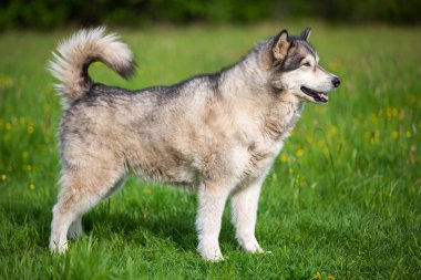 Siluet köpek doğurmak Alaskan Malamute