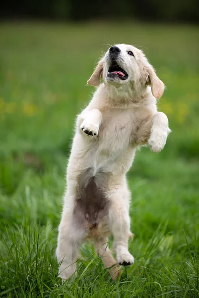 Szczeniak Golden Retriever Trawie — Zdjęcie stockowe