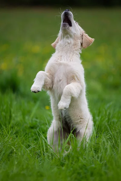 Chiot Golden Retriever Dans Herbe — Photo