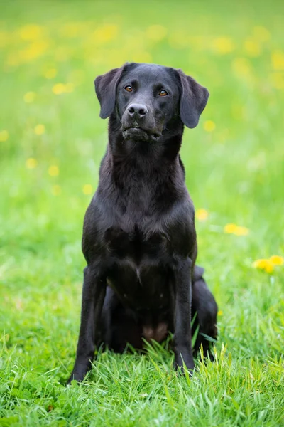 Labrador Negro Recuperador Hierba — Foto de Stock