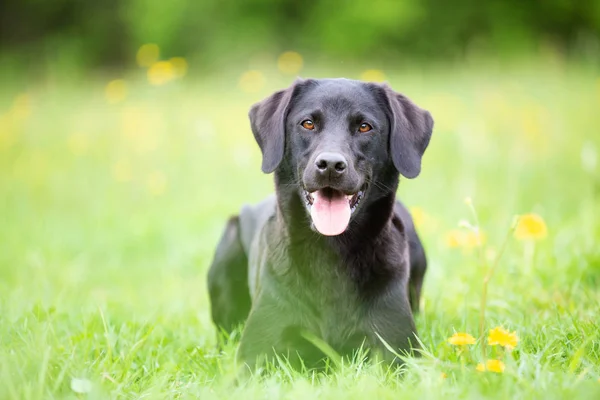 Černý Labradorský Retrívr Trávě — Stock fotografie