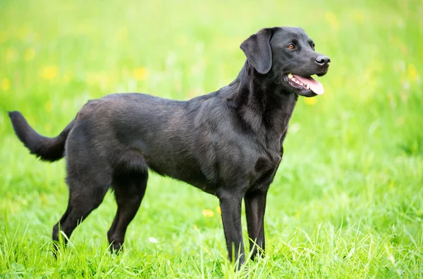 Black Labrador Retriever Grama — Fotografia de Stock