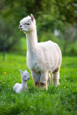 White Alpaca with offspring, South American mammal clipart