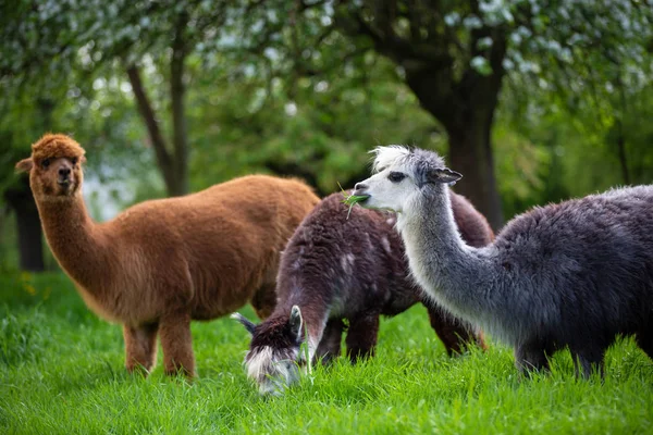 Alpagas Mangeant Herbe Mammifères Sud Américains — Photo