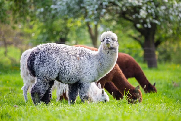南アメリカの哺乳類の草を食べながらアルパカ — ストック写真