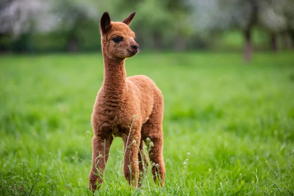 Portrait Young Alpaca South American Mammal — Stock Photo, Image
