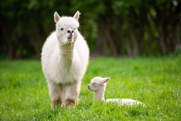 White Alpaca Dengan Keturunan Mamalia Amerika Selatan — Stok Foto