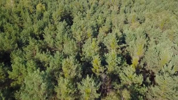 森の空中風景 — ストック動画
